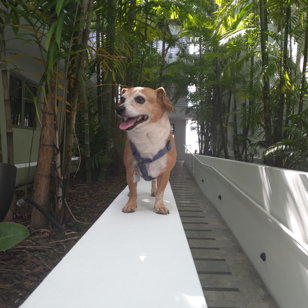 image  1 Bring the whole family along for your Miami Beach getaway - we're proud to be pet friendly